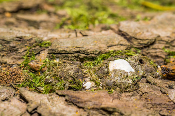 wild mushroom on a tree bark