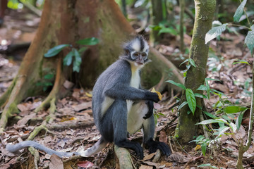 Thomas Langur sitting half-turned to driftwood among burgundy leaves and looking thoughtfully away (Sumatra, Indonesia)