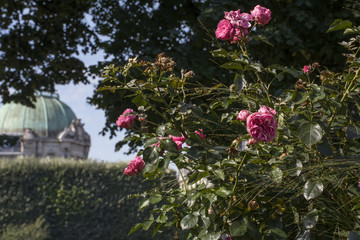 Pink roses with historical building as background in Lille