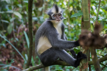 Nice Thomas Langur sits on a branch high above the ground (Sumatra, Indonesia)