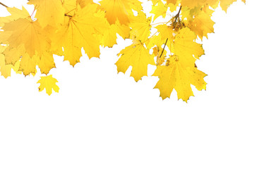 Fototapeta na wymiar Autumn yellow leaves