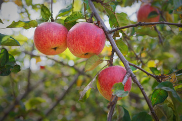 Red ripe apples branch closeup on a tree in garden