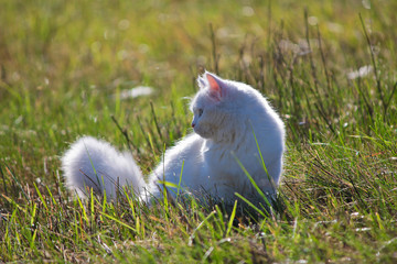 белая кошка сидит в зеленой траве