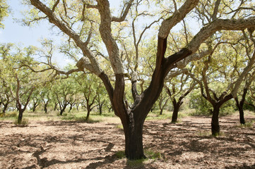 Cork Oak Tree