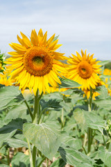 Fototapeta premium Field of fresh sunflowers flowers at sunny summer day