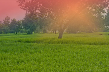 cornfield in Thailand