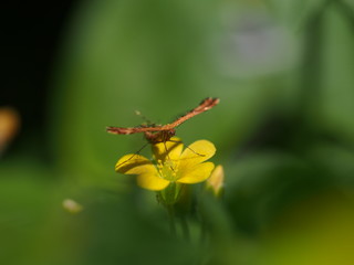 Plume moth on yellow flower