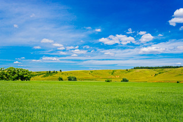 green wheat field