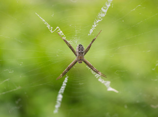 Spider on a spider web with nature green background.
