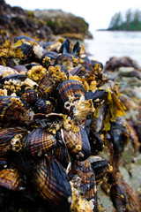 Mussels
