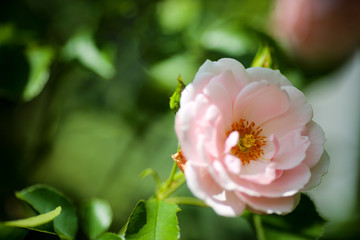 Obraz premium Close-up einer Rose