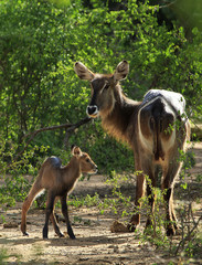 Mother waterbuck and her newborn