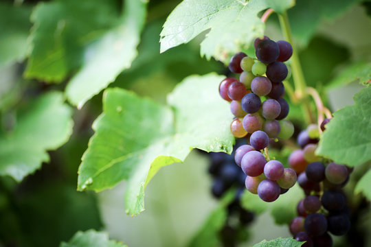 Close-up einer Weinrebe