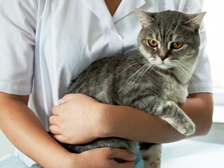 Cat in a veterinary clinic