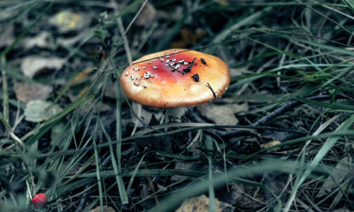 Little red poison mushroom