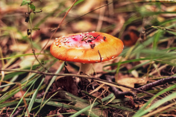 Lurking in woods red mushroom