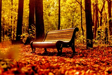 Garden poster Autumn Wooden bench in gold autumn park