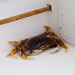Dungeness Crab