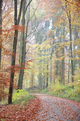 Waldweg im Herbst - 122745380