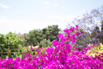 P U R P L E  © alice