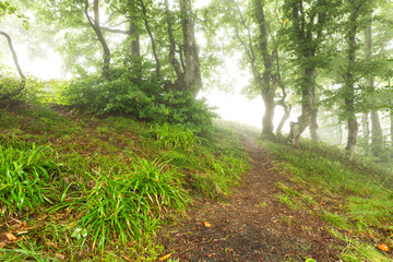 Obraz premium Trail in the woods vanishing in the mist