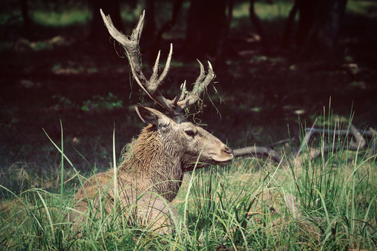 Red deer in runting season
