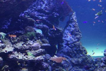 水族館 水槽 幻想的な 照明 ライトアップ 熱帯魚 Wall Mural Yuko