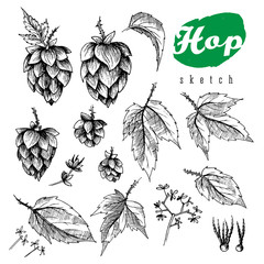 Beer hops element design, hand drawn hops cones, hops leaves and seeds, black and white sketch illustration collection.