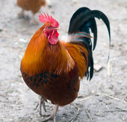 Coq Gallus Gallus 005