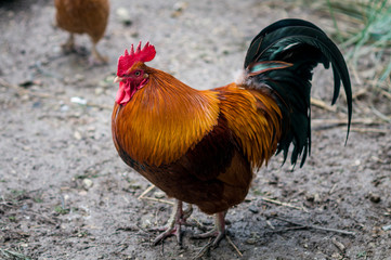 Coq Gallus Gallus 004