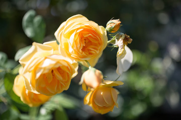 Rosen im Feld Close-Up