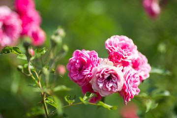Rosen im Feld Close-Up