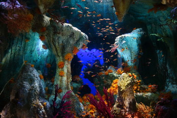 水族館 水槽 幻想的な 照明 ライトアップ 熱帯魚 Wall Mural Yuko