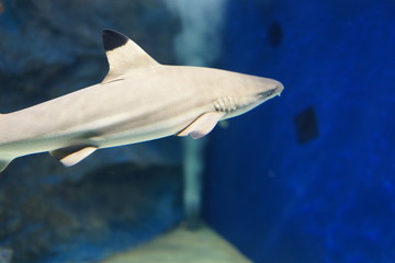 水族館 水槽 幻想的な 照明 ライトアップ 熱帯魚 Wall Mural Yuko