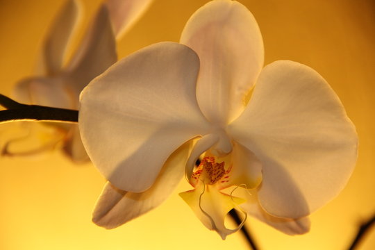 Orqu&iacute;dea branca