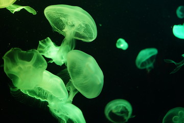 クラゲ　幻想的な　美しくライトアップされた