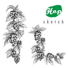 Beer hops round frame hand drawn hops branches with leaves, cones and hops flowers, color sketch and engraving design hops plants. All element isolated. Common hop or Humulus lupulus branch.
