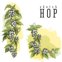 Beer hops round frame hand drawn hops branches with leaves, cones and hops flowers, color sketch and engraving design hops plants. All element isolated. Common hop or Humulus lupulus branch.