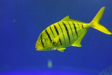 水族館　水槽　幻想的な　照明　ライトアップ　熱帯魚 © Yuko