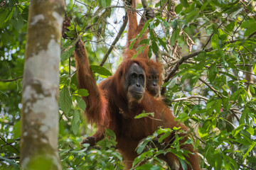 Two orangutan hiding among green leaves (Sumatra, Indonesia)