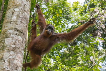 Adult orangutan moves from branch to branch (Sumatra, Indonesia) © alekseev
