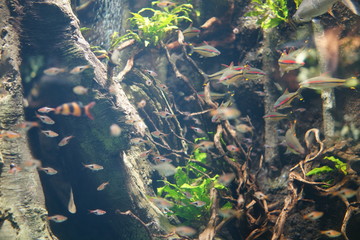 水族館　水槽　幻想的な　照明　ライトアップ　熱帯魚 © Yuko