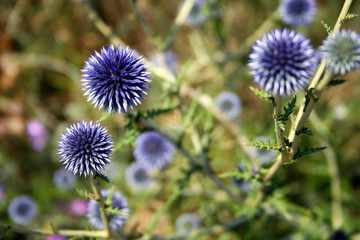 Plant as fluffy violet beads.