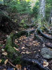 Fototapeta premium Rooted in trail