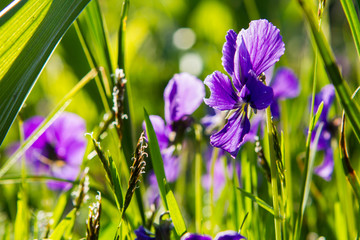 Flowers in grass