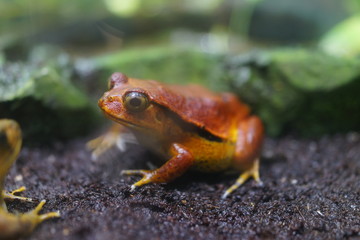 蛙　サビトマトガエル