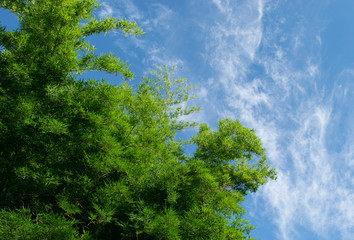 Obraz premium Green bamboo with cloud and blue sky