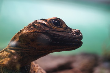 フィリピンホカトカゲ トカゲ 鱗