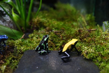 ヤドクガエル　カラフル　カエル　毒