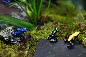 ヤドクガエル　カラフル　カエル　毒